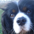 honden foto Dit is mijn hondje Luca.
