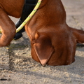 honden foto 