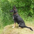 honden foto 