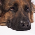 honden foto 