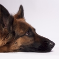 honden foto 