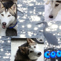 honden foto bewrking voor Cris&Co