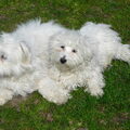 honden foto 