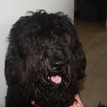 honden foto Lekker bekkie.