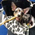 honden foto lekkerr een botje!