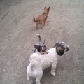 honden foto 