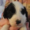honden foto Bamse, mijn nieuwe Bearded Collie-meiske.