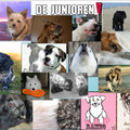 honden foto De Junioren!
