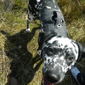 honden foto 