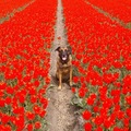 honden foto 