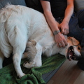 honden foto 