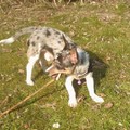 honden foto een takje knauwen  