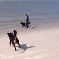 honden foto 