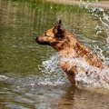 honden foto waar is de bal