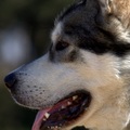 honden foto 