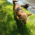honden foto Mia