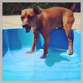 honden foto Neee ik wil niet in het water, maar ik kan die kipstukjes in het water niet weerstaan! 