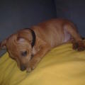 honden foto Chibo, 2maandjes oud. 