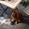 honden foto 