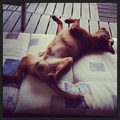honden foto 