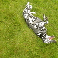 honden foto 