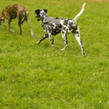 honden foto 