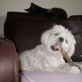 honden foto JAMMIE JAMMIE