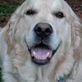 honden foto mijn lieve schat