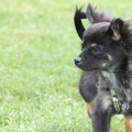 honden foto 