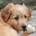 honden foto 