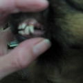 honden foto 