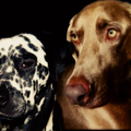 honden foto Gemaakt door Gwenn, bedankt!! 
