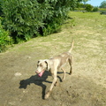 honden foto Hombeek 15/7