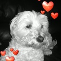 honden foto 