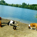 honden foto Hombeek 15/7