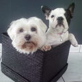 honden foto D