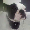 honden foto 