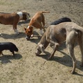 honden foto Foto gemaakt door Linneke!