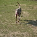 honden foto Foto gemaakt door Linneke!