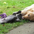 honden foto Zo speel je als het eigenlijk te heet is, lekker languit!