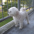 honden foto Wat zie ikkkkkkkkkkkkkkkkkk