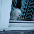 honden foto Zal ik de warmte ingaan of niet denkt Chicka