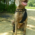 honden foto 