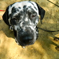 honden foto 