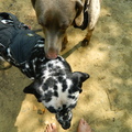 honden foto Perdie proper maken!