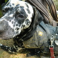 honden foto Vuile Dalmatiër!
