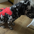 honden foto Welk kleurtje?