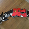 honden foto 