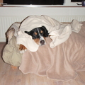 honden foto 