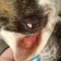 honden foto Stout oogje